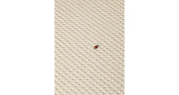 pico-down-natural-blanc-120x120 (1).jpg